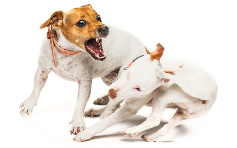 pies agresywny zachowania mowa ciała