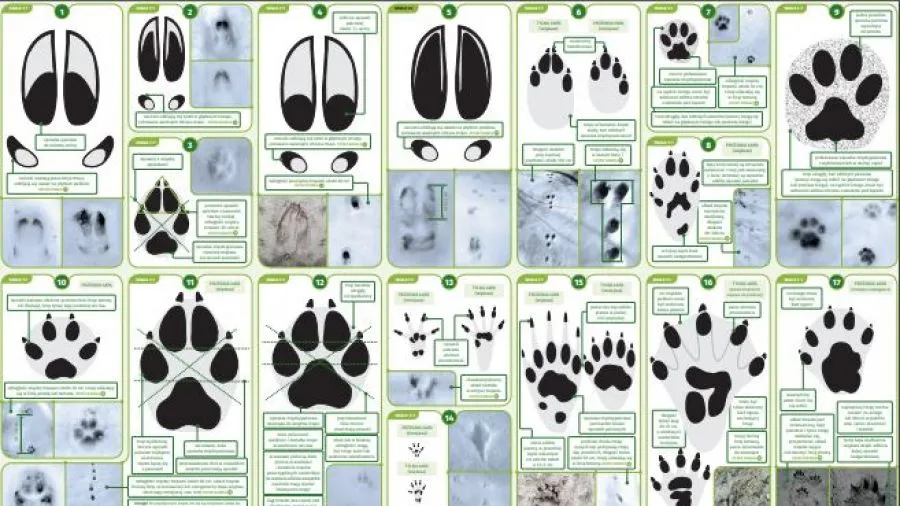 Tropy zwierząt na śniegu w Polsce
