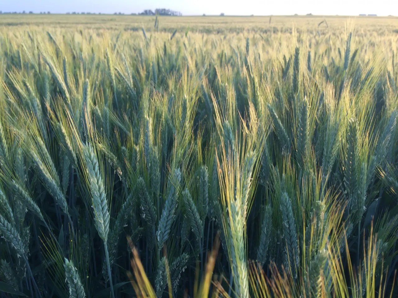 Kwitnące pszenżyto pole