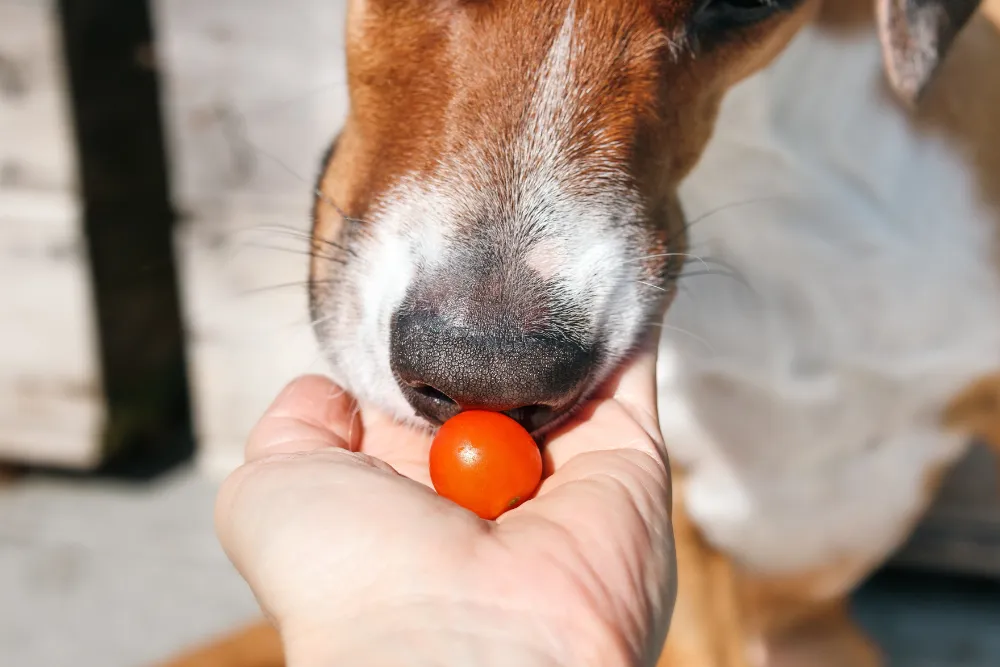 jak kroić pomidory koktajlowe dla psa