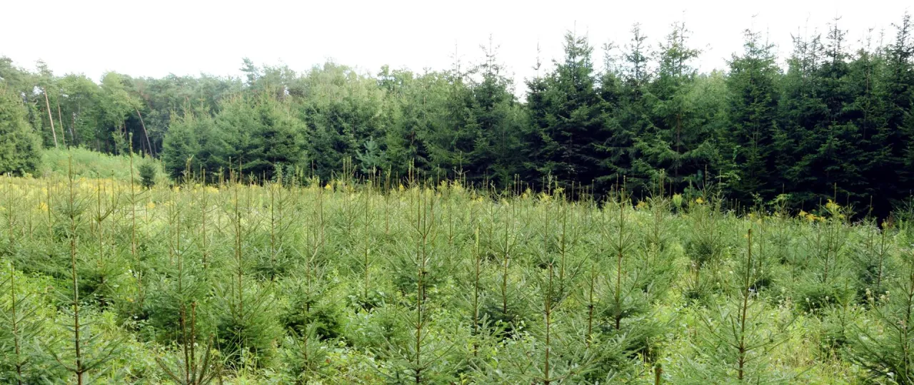 Młody las iglasty, gdzie widać młode drzewka, kt&oacute;re mogą być objęte dopłatami do lasu ARiMR.