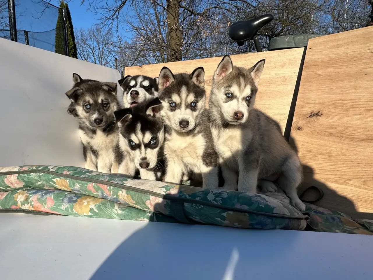Pięć uroczych szczeniąt husky z niebieskimi oczami siedzi na poduszce. Zastanawiasz się, ile kosztuje szczeniak husky?
