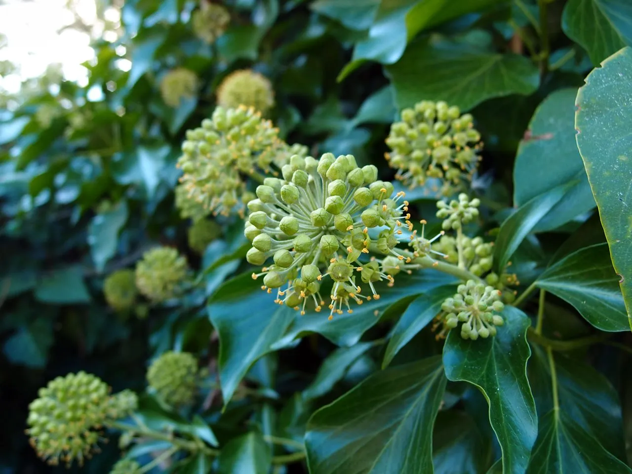 kwitnący bluszcz pospolity