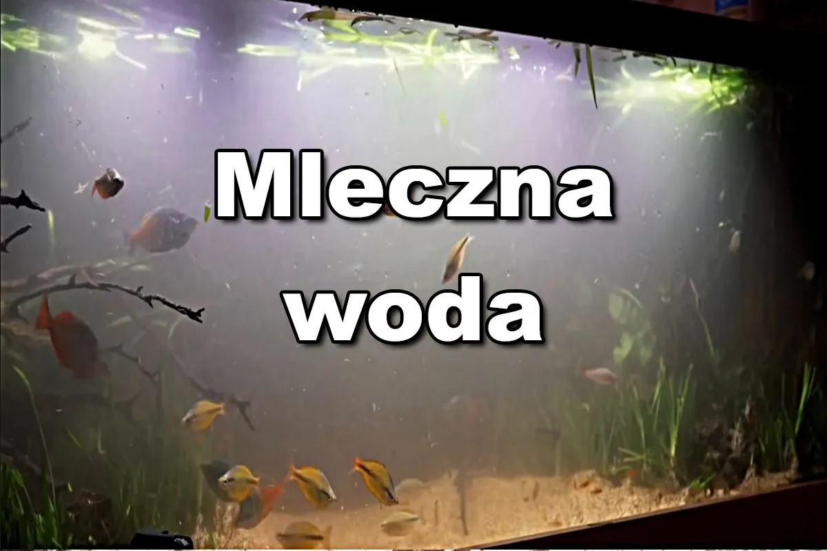 akwarium mleczna woda przyczyny