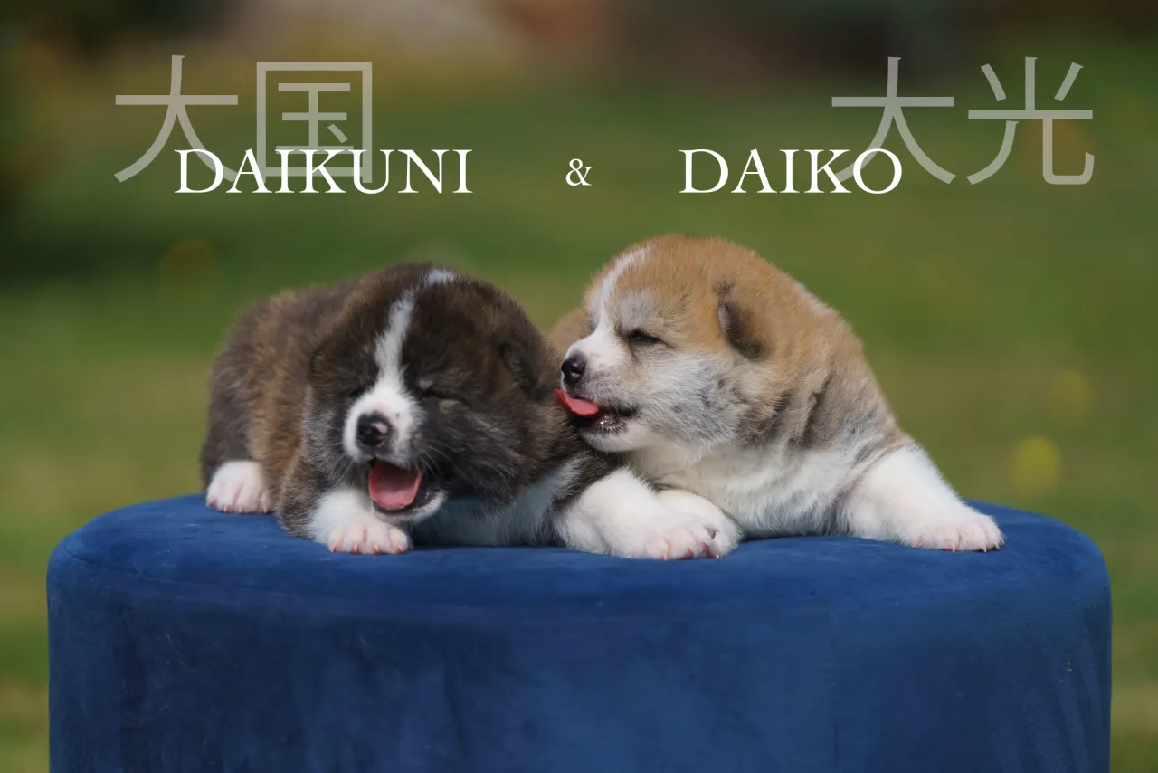 Akita Inu szczeniak z rodowodem ZKwP