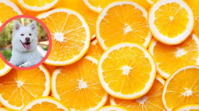 Zdjęcie Czy pies może jeść pomarańcze? Sprawdź, co może mu zaszkodzić