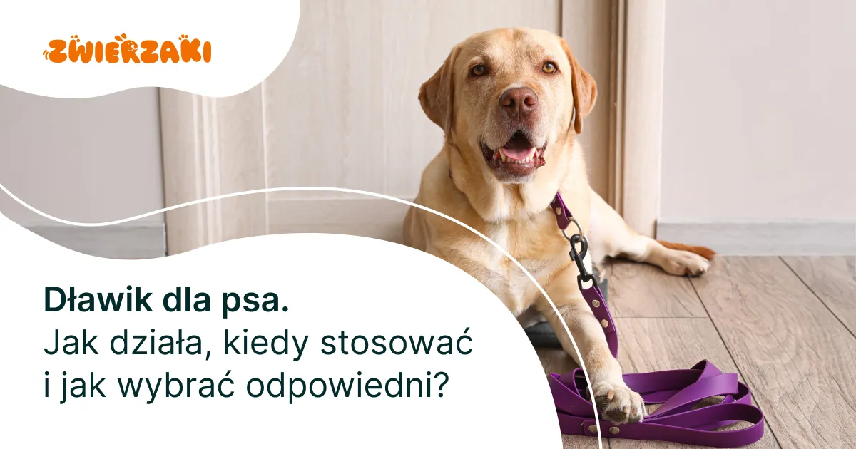 dławik dla psa jak działa schemat