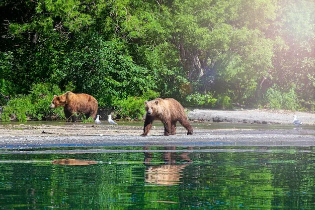 Niedźwiedź brunatny Kamczatka łowiący łososie