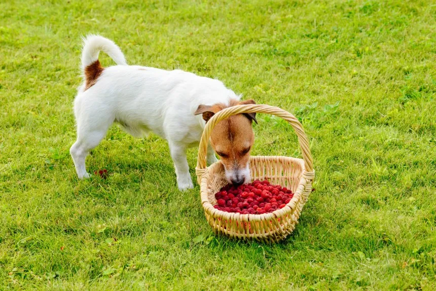 pies jedzący maliny