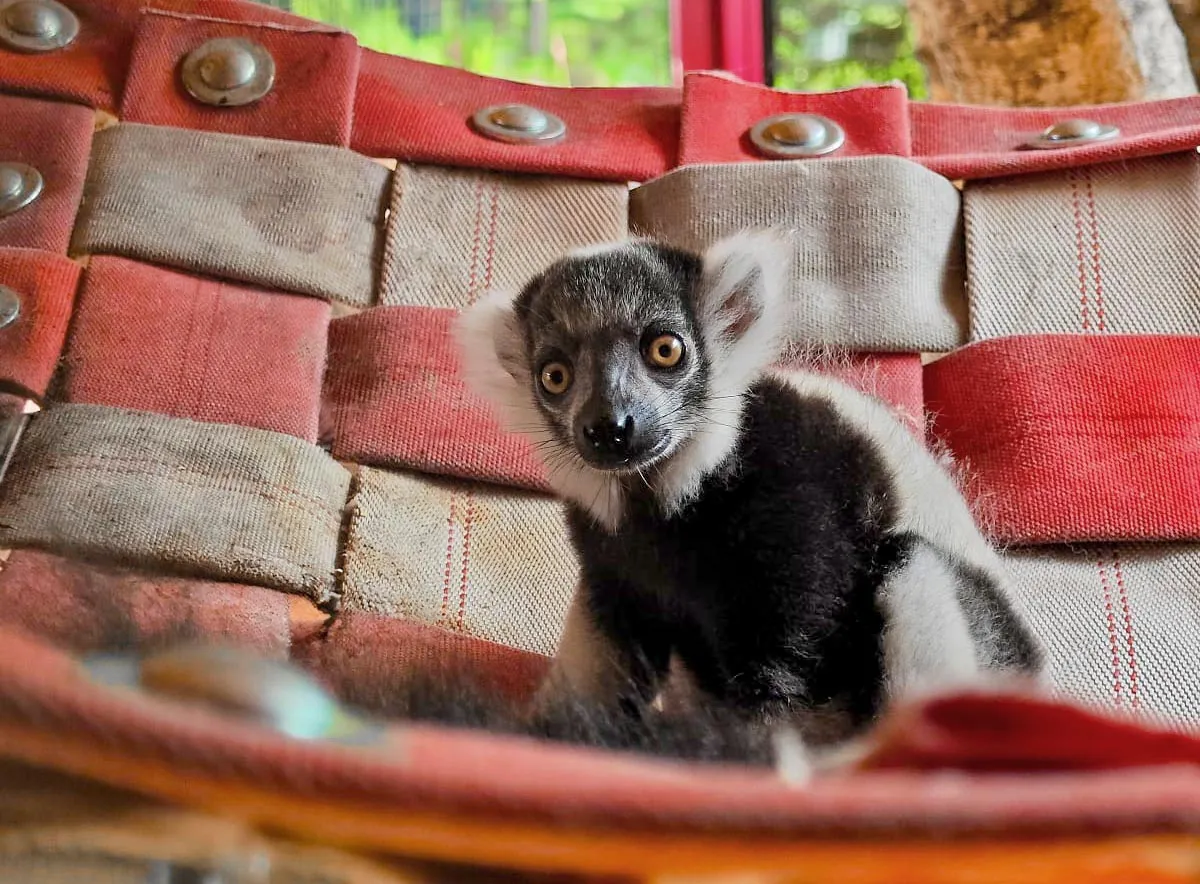 Śląskie ZOO hodowla zagrożonych gatunków