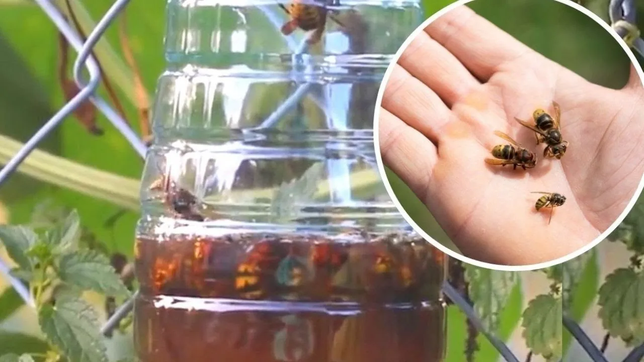 domowa pułapka na osy instrukcja