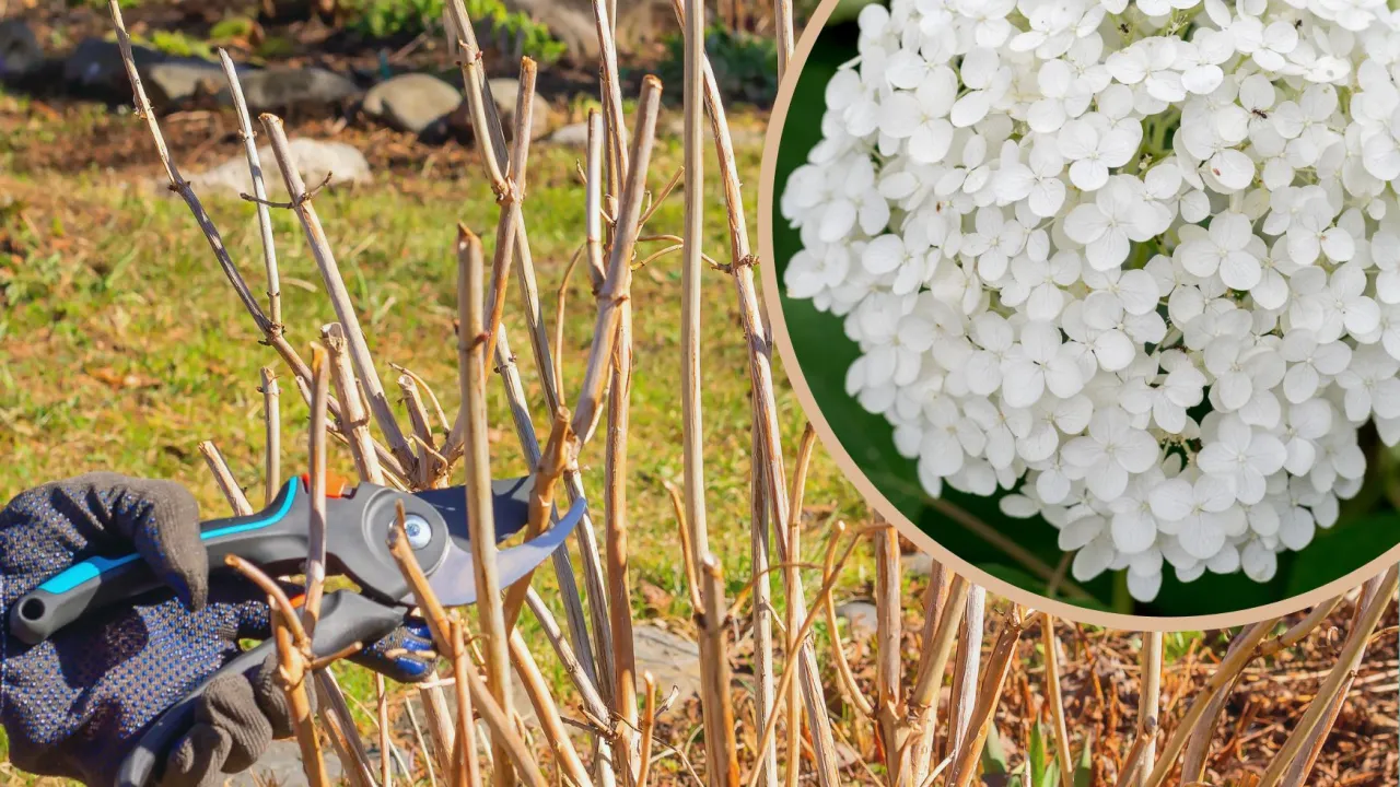 Przycinanie hortensji: ręka w rękawiczce z sekatorami przy suchych pędach, obok zbliżenie białych kwiatów. Dowiedz się, kiedy i jak przycinać hortensje.