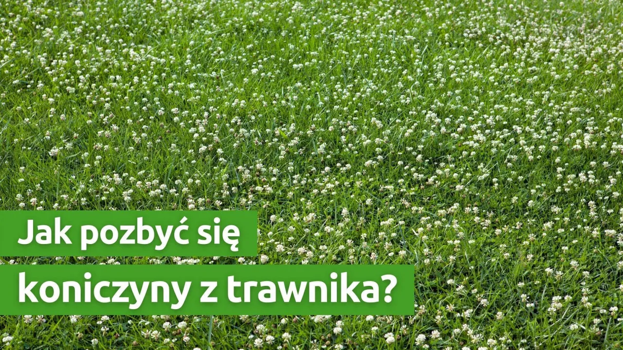 Zwalczanie czerwonej koniczyny w trawniku