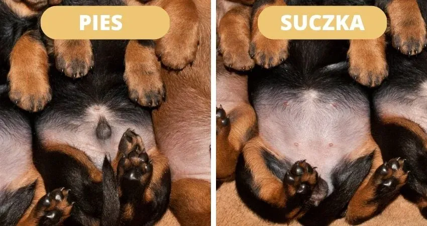 różnice anatomiczne szczeniak samiec samica porównanie