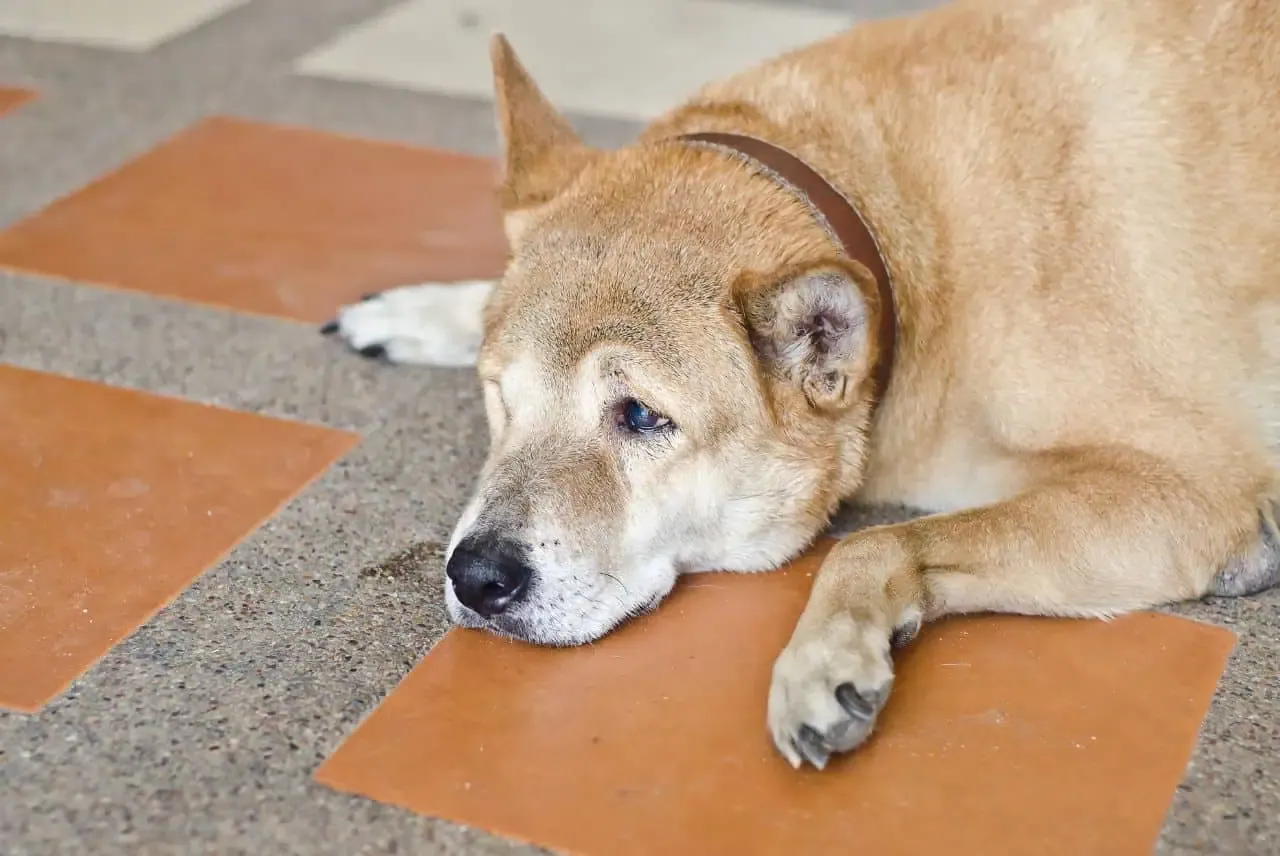 pies cierpiący objawy b&oacute;lu