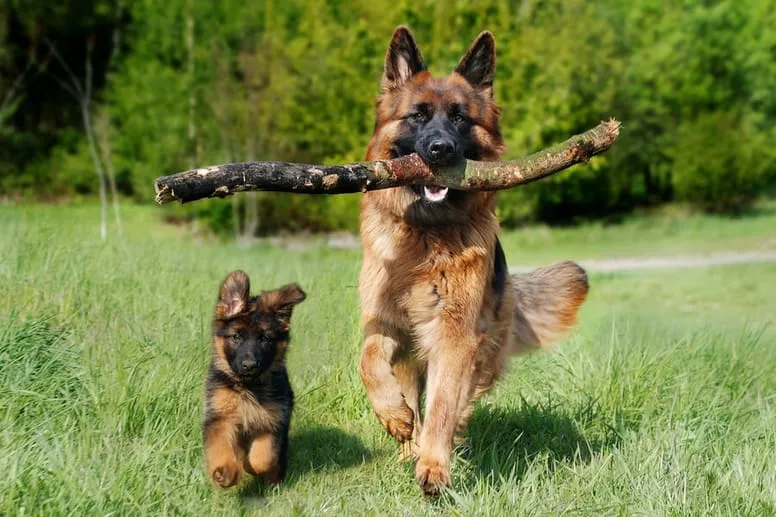 szczeniak owczarka niemieckiego socjalizacja z innymi psami