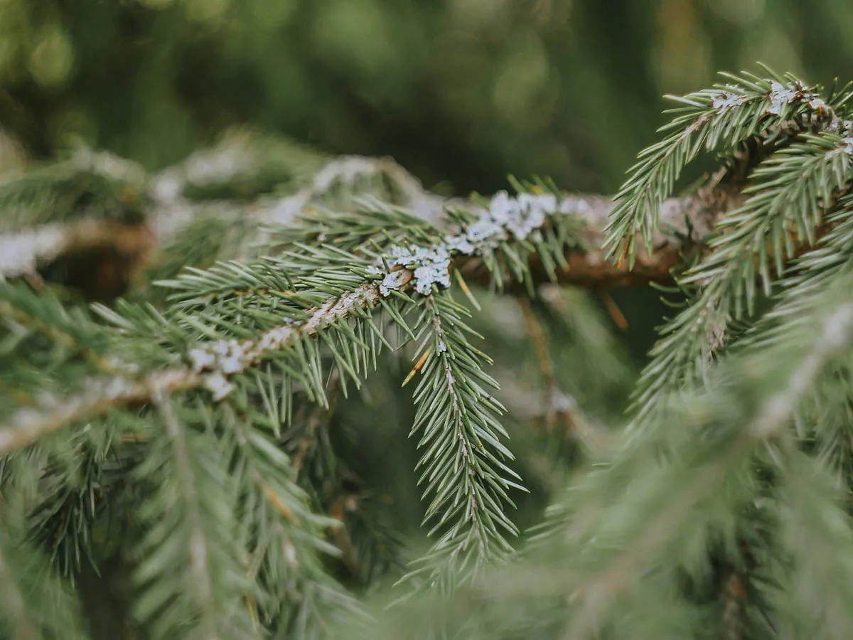 Przycinanie świerków korzyści