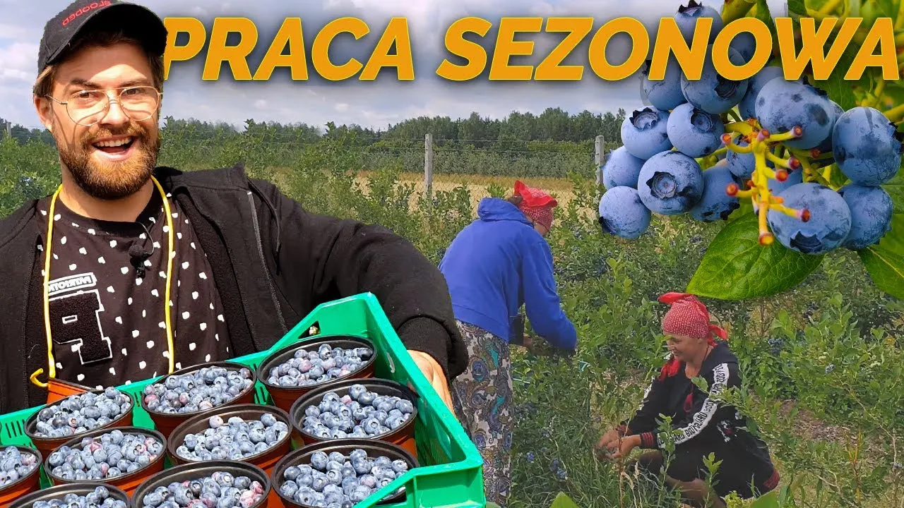 zbiór borówki amerykańskiej praca sezonowa
