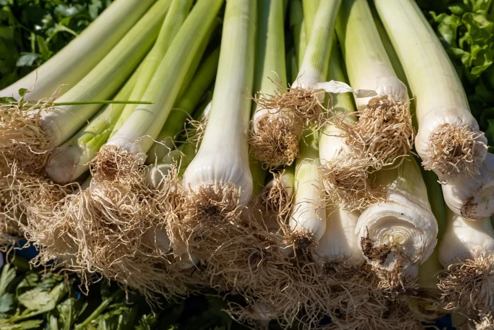 świeży por w całości