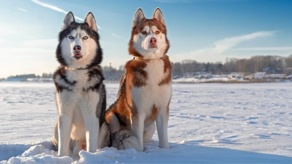 Zdjęcie Ile km dziennie powinien chodzić husky, aby uniknąć problemów zdrowotnych?