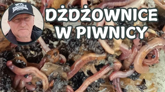 Domowa hodowla dżdżownic wędkarskich