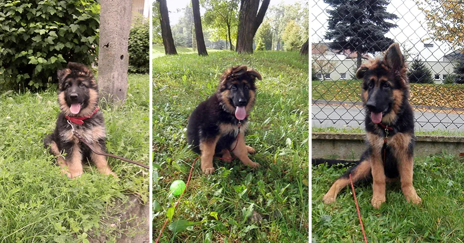 Owczarek niemiecki szczeniak i dorosły sierść por&oacute;wnanie