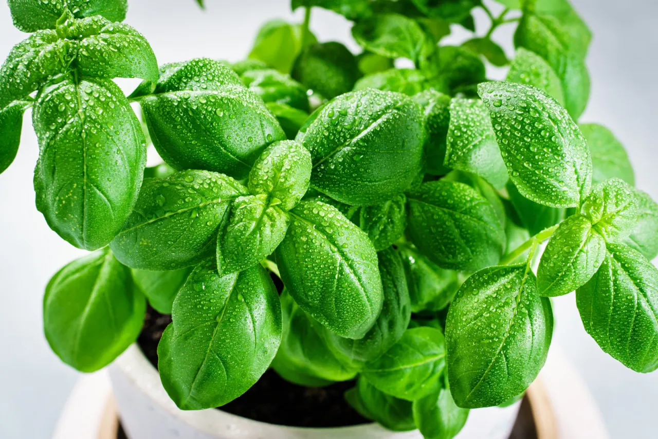 Bazylia w doniczce z suchą i wilgotną ziemią