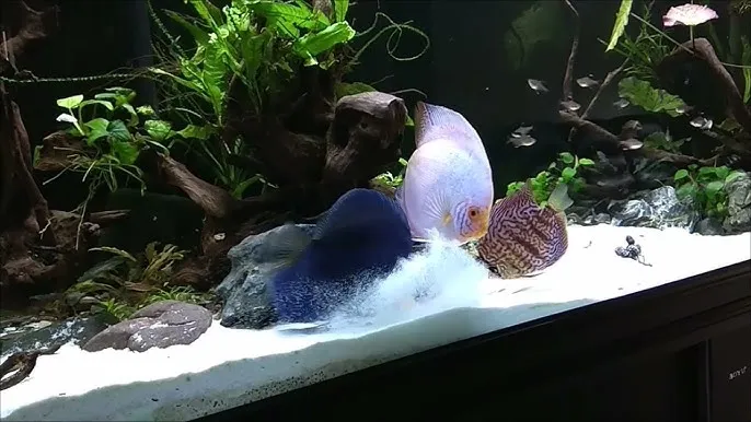 piasek i żwirek akwariowy porównanie