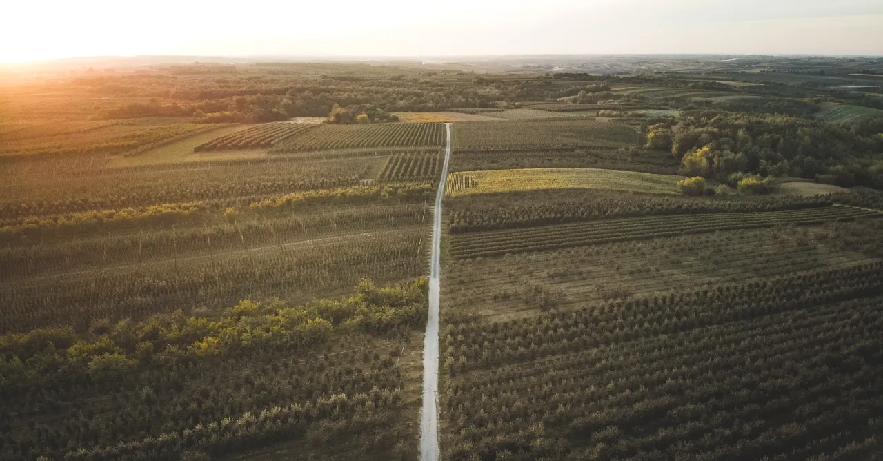 Rozległe, rzędowe sady jabłek, jedne z największych sad&oacute;w jabłek w Polsce, rozciągają się po horyzont.