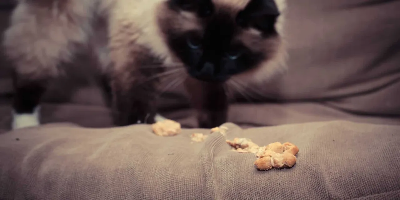 Kot, miód i zagrożenia zdrowotne