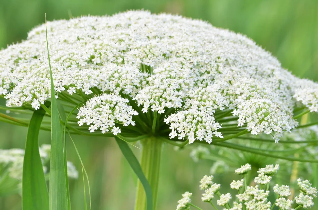 Trujące chwasty o białych kwiatach w Polsce