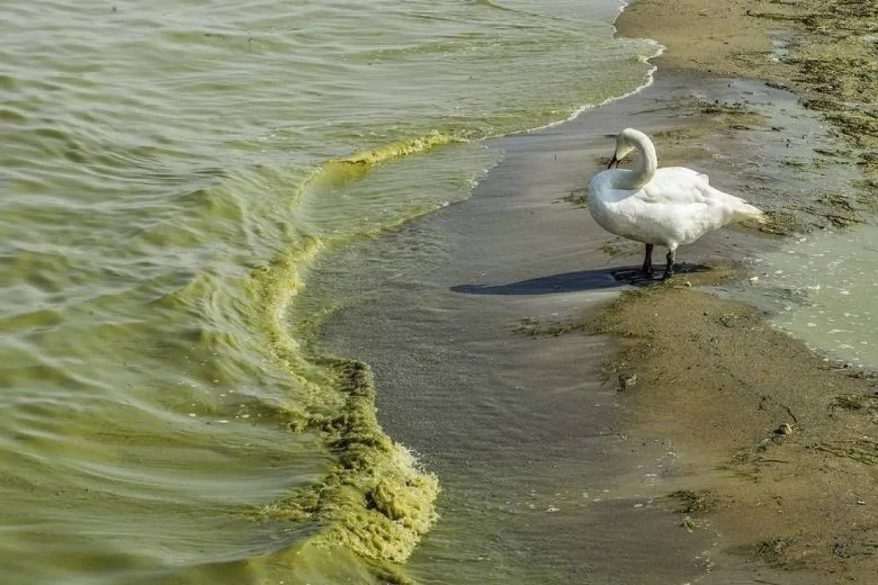 Zakwit sinic Bałtyk