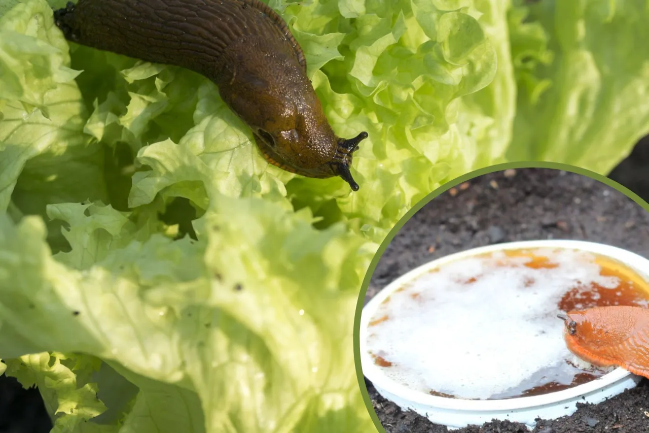 Ślimak nagoskrzelny na liściu sałaty