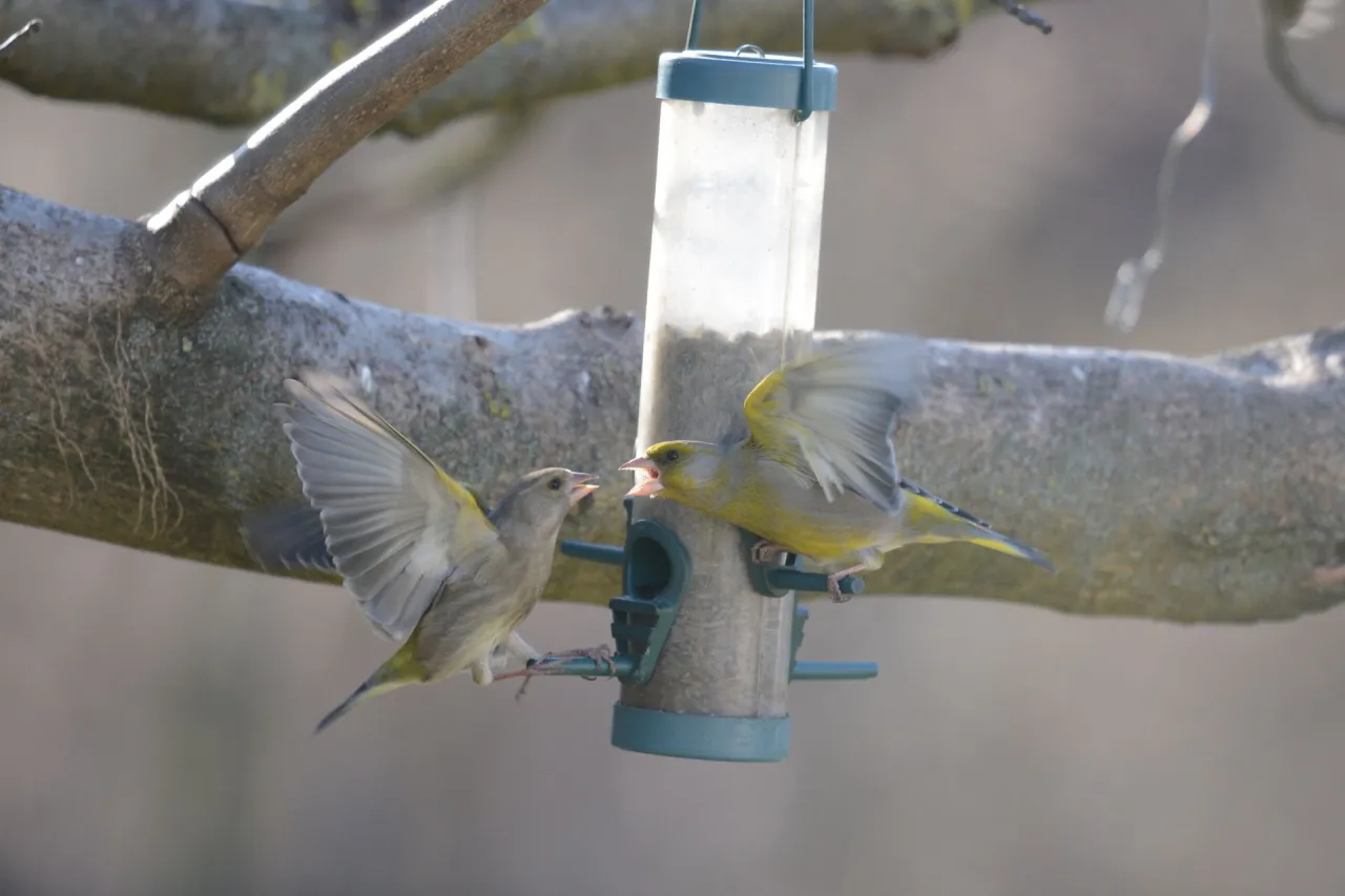różne gatunki ptaków w karmniku jedzące nasiona