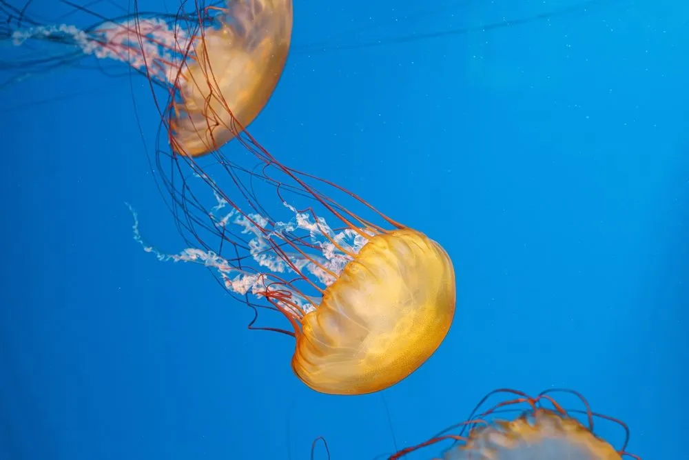 różne gatunki meduz bałtyckich porównanie