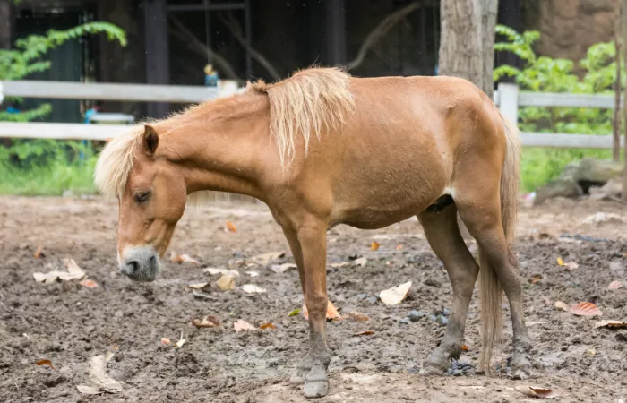 Koń z kolką objawy zachowania