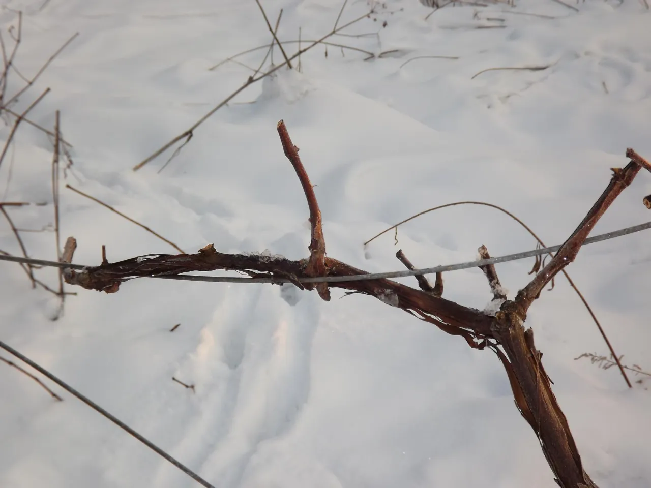 cięcie odmładzające starej winorośli