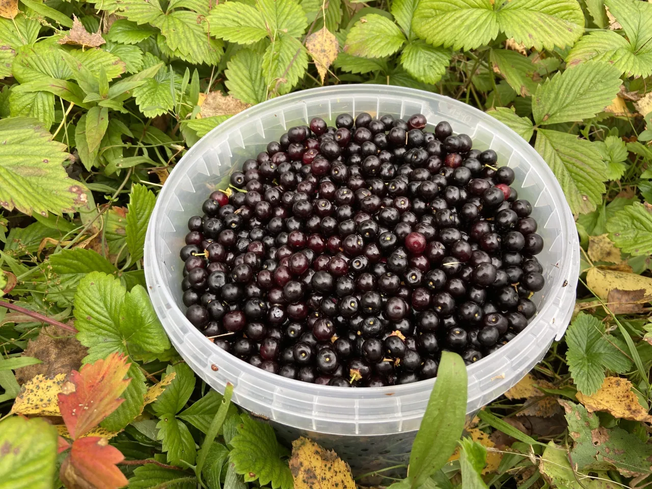 dojrzałe owoce czeremchy w gronach