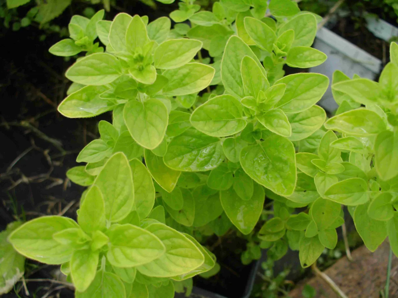 Odmiany oregano 'Aureum' 'Compacta' greckie