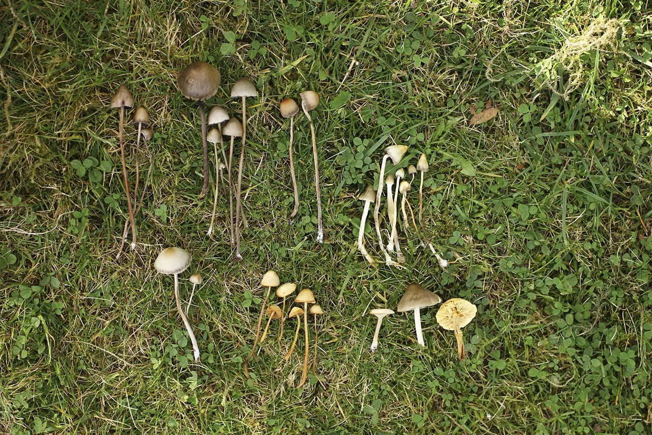 Łysiczka lancetowata vs kołpaczek vs stożkówka porównanie