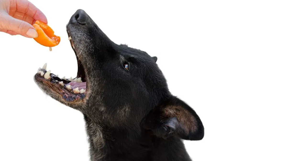 pies jedzący suszone morele niebezpieczeństwo