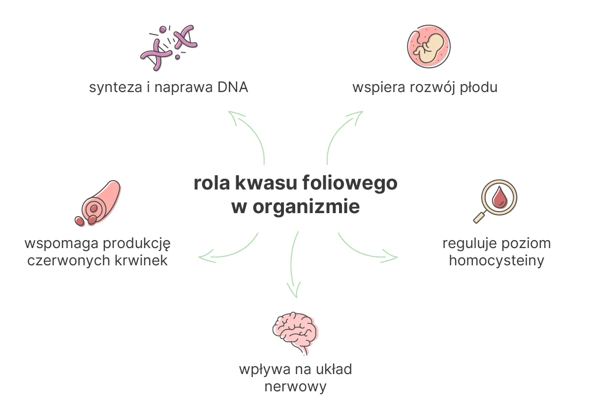 rozw&oacute;j cewy nerwowej płodu, kwas foliowy znaczenie