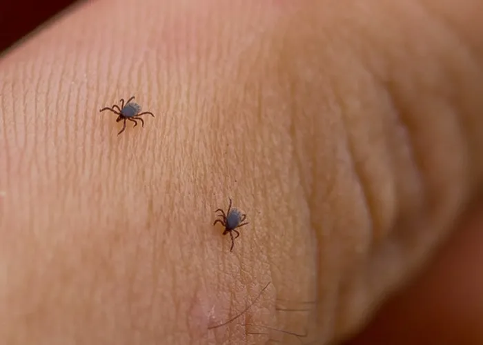 Jak wygląda kleszcz przed i po żerowaniu