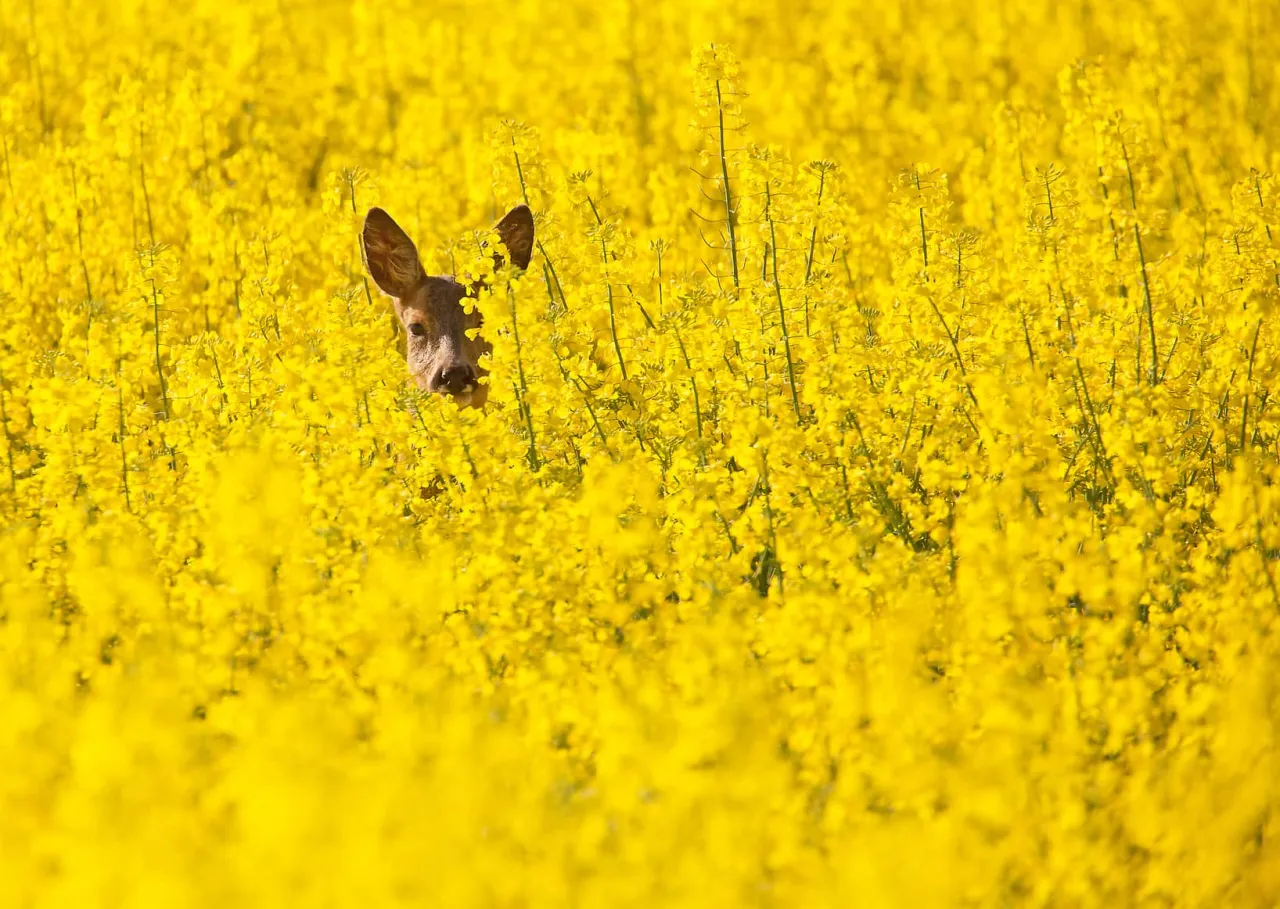 Czynniki wpływające na kwitnienie rzepaku