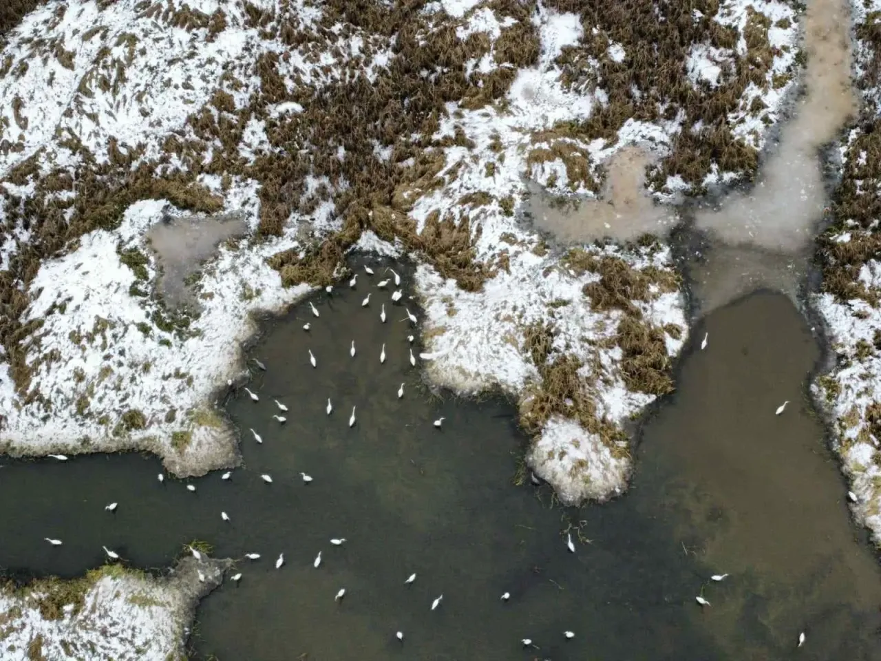 Wiosna czy zima? Wiele czapli zimuje w Polsce, co widać na tym zdjęciu z lotu ptaka. Ptaki brodzą w wodzie wśród śniegu i suchych traw.