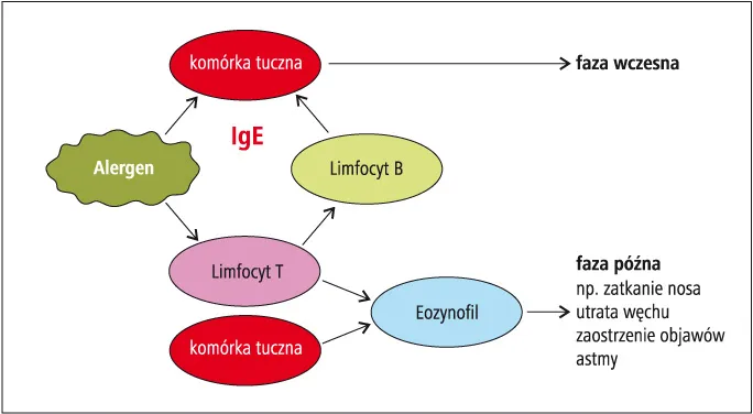 pierwsza pomoc uczulenie na leki flowchart