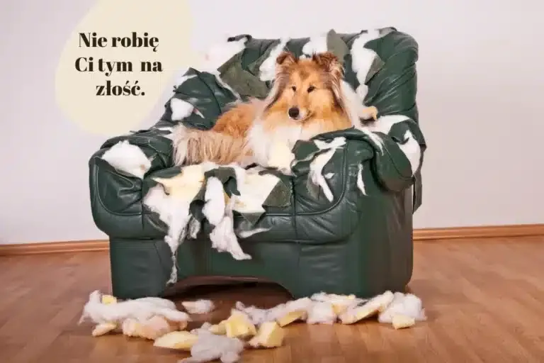 Pies gryzie meble i ręce