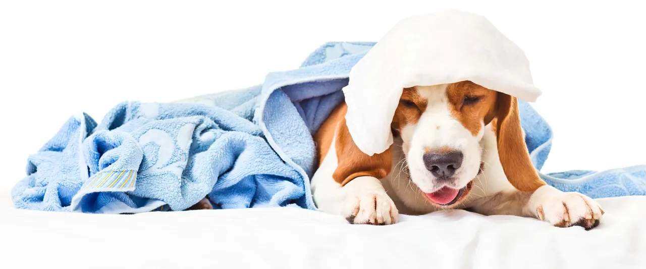 pies kaszel wsteczny objawy