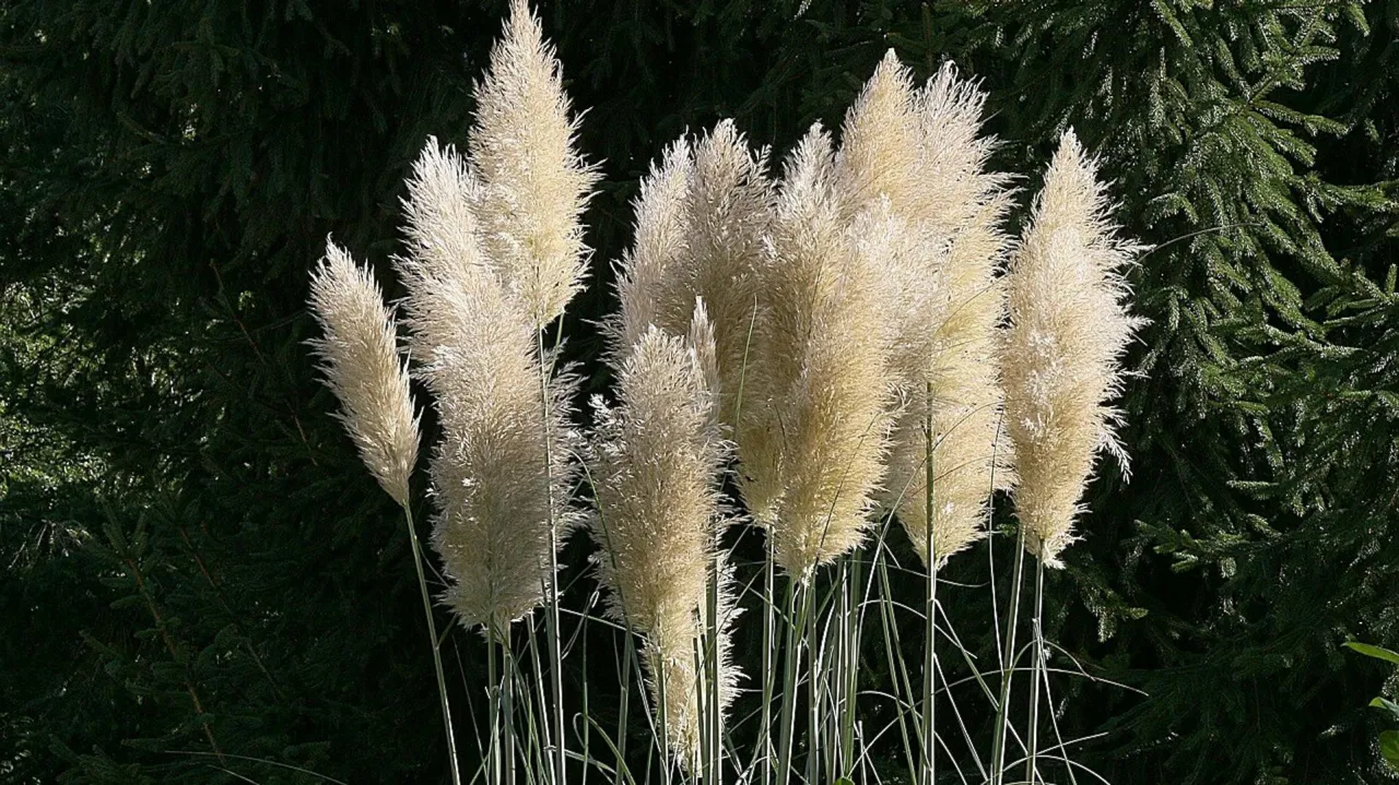 pielęgnacja traw pampasowych w wazonie