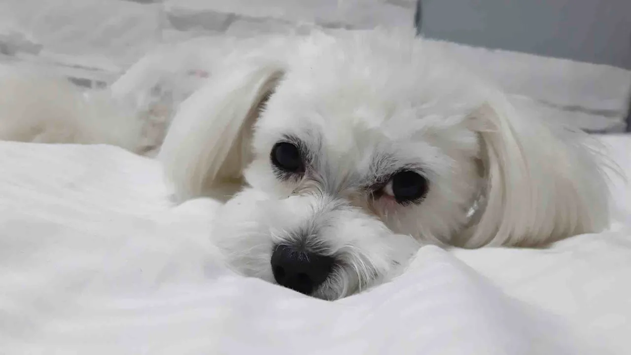 wizyta u weterynarza maltańczyk zacieki